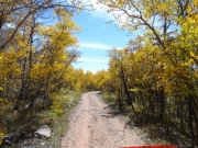 aspens_part_6