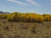 aspens_part_8