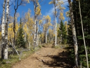 aspens_part_9