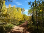 curve_in_the_trees