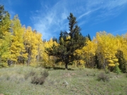evergreen_in_aspens