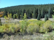 healthy_trees