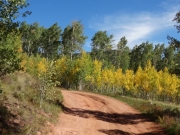 layers_of_aspens
