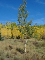 lone_tree