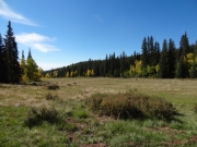 meadow