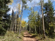 mixture_of_trees