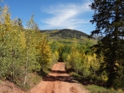 ruts_in_aspens