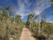 tall_aspens