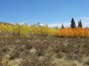 yellow_and_orange