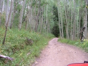 aspens