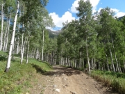 aspens