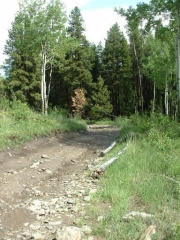 trees