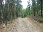 early_trail