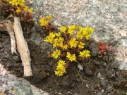 little_flowers