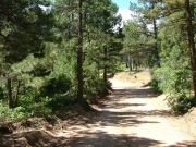 through_trees