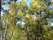 aspens_part_1