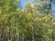 aspens_part_2