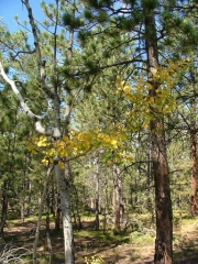 aspens_part_3
