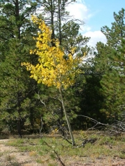 aspens_part_4