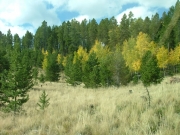 aspens_part_6