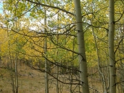 aspens_part_8