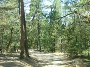 tall_trees