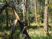 weathered_tree