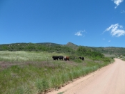 cows