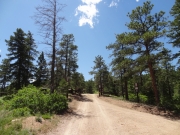 healthy_trees