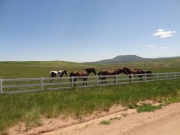 horses