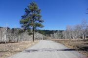 lone_pine