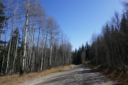 tall_aspens