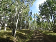 between_aspens