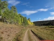 green_and_yellow_aspens