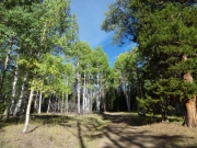 healthy_trees