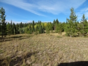 meadow