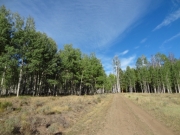 mellow_trail