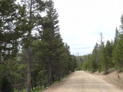 big_trees