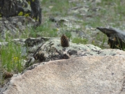 chipmunk
