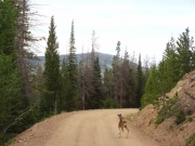 deer