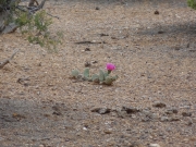 cactus_flower
