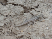 lizard