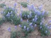 purple_flowers