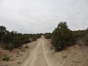 short_trees