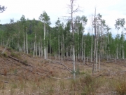 aspens