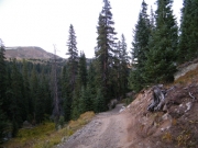 into_the_trees