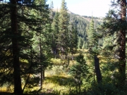 thick_trees