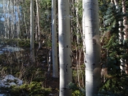 aspen