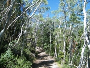 aspens