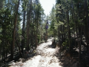 tall_trees